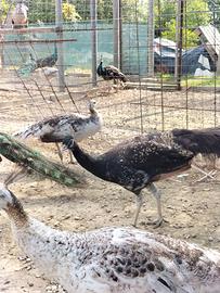 Pavoni Bronzo Nigripennis e altre colorazioni