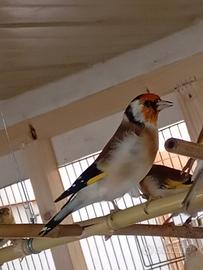 Uccelli