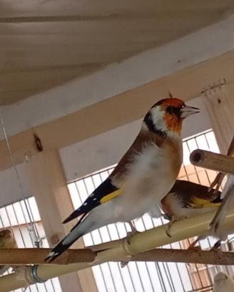 Uccelli