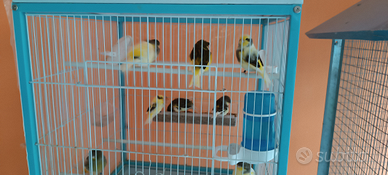 Gloster annate 24/25