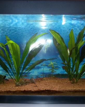 Acquario completo askoll tenerif stilus 114 Litri