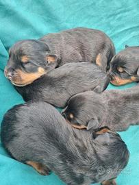 Cuccioli ROTTWEILER