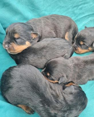 Cuccioli ROTTWEILER