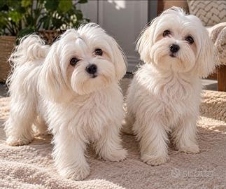 Maltese