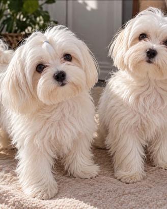 Maltese