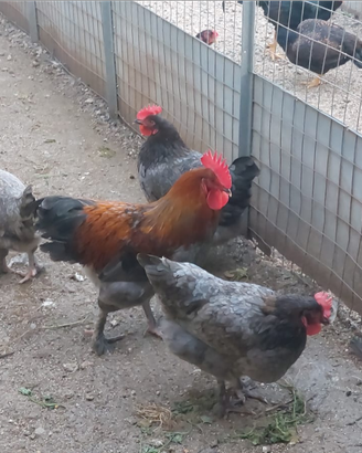 Galline marans