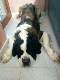 Vendita san bernardo