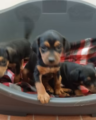 Cuccioli Pinscher Nano (Zwergpinscher)