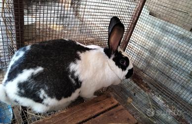 Coniglia già gravida ?