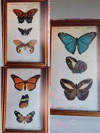 Stampe d'epoca farfalle illustrate da C. D'Orbigny