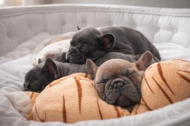 Bulldog francese Cuccioli Esotici