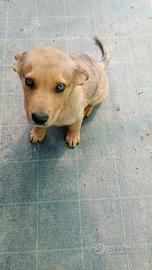 Cucciolo mix pastore