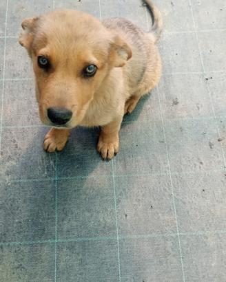 Cucciolo mix pastore