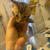 Regalatevi un cucciolo di gatto Bengala