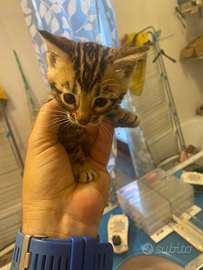 Regalatevi un cucciolo di gatto Bengala