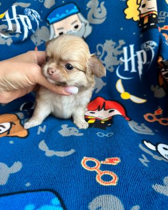 Cucciolo chihuahua