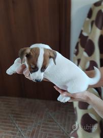 Cuccioli Jack Russel Terrier