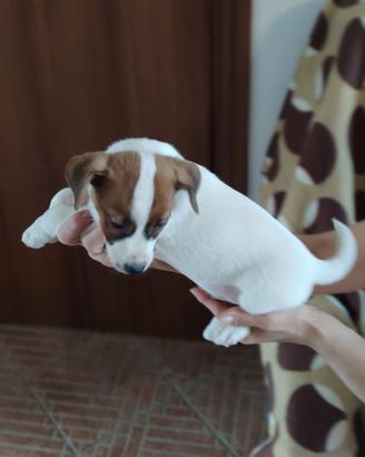 Cuccioli Jack Russel Terrier