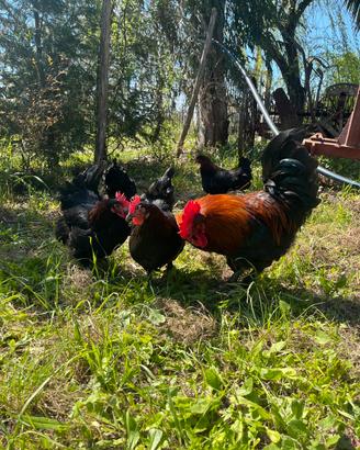 Galline Ornamentali
