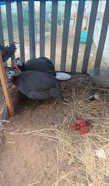 Coppia Galline faraone
