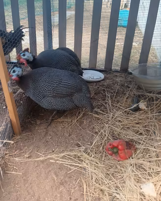 Coppia Galline faraone