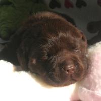 Labrador retriever con pedigree enci