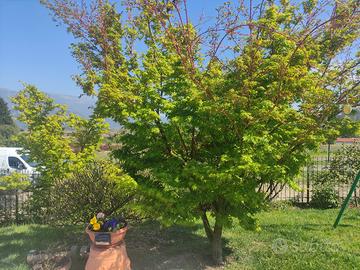 progetto di giardini