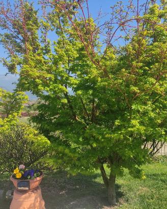 progetto di giardini