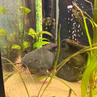 Pesce gatto piumato Synodontis eupterus. Acquario