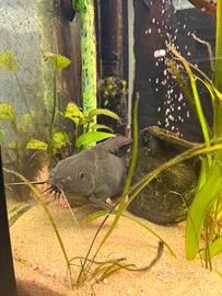 Pesce gatto piumato Synodontis eupterus. Acquario