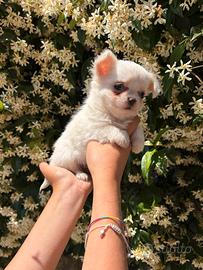 cuccioli di chihuahua Toy 