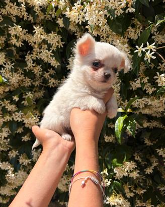cuccioli di chihuahua Toy 