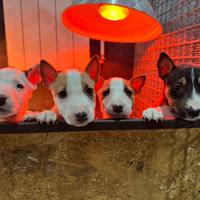 Bull terrier miniature