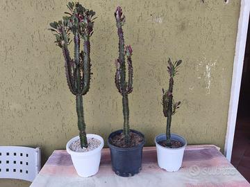 piante grasse cactus euforbia