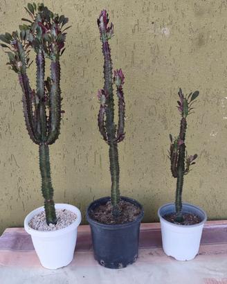 piante grasse cactus euforbia