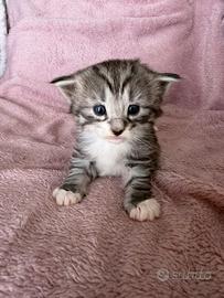 Cuccioli norvegesi delle foreste