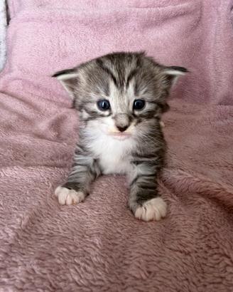 Cuccioli norvegesi delle foreste