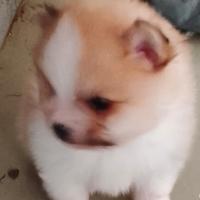 Spitz tedesco nano