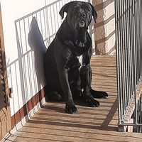 Cane corso