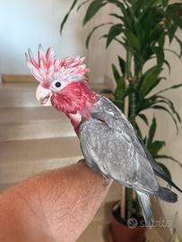 Cacatua roseicapilla