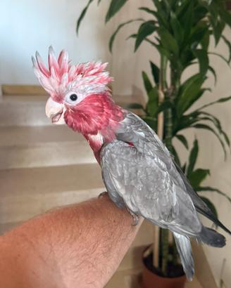 Cacatua roseicapilla