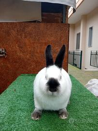 Conigli californiani