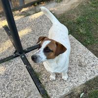 Jack russell da monta