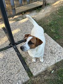 Jack russell da monta