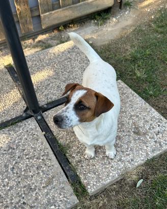 Jack russell da monta