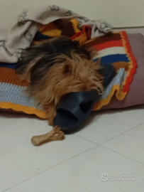 Yorkshire terrier toi