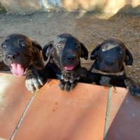 Disponibili subito cuccioli cane corso