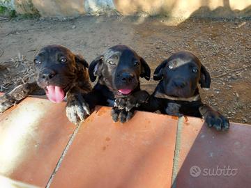 Disponibili subito cuccioli cane corso