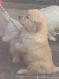 Golden retriever linea americana