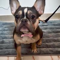 Bulldog francese femmina